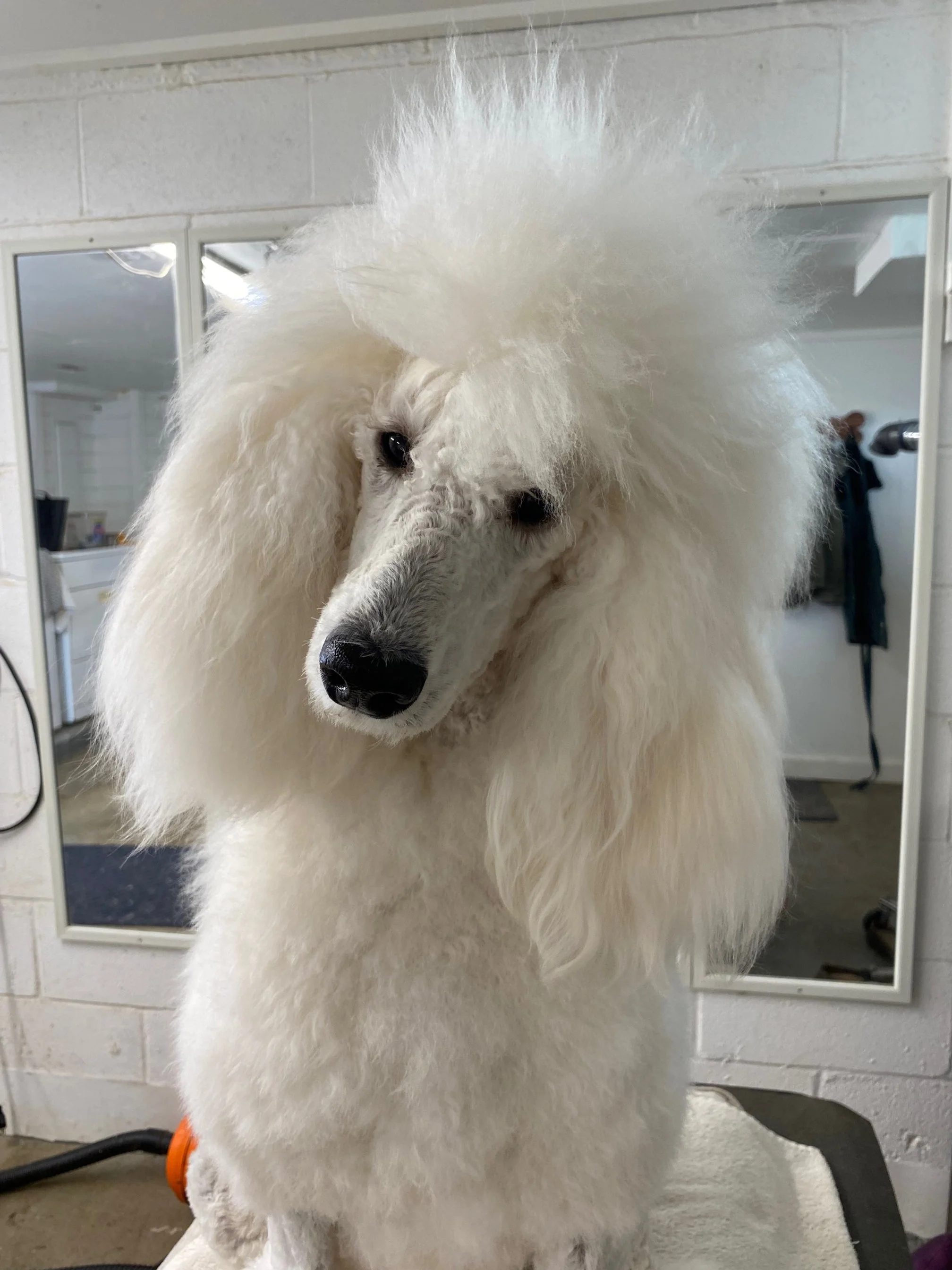 Puppy Photo Gallery — Scotch Corner Standard Poodles